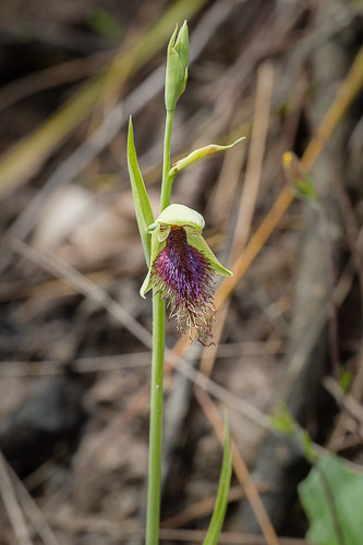 _17C8011 Purplish Beard Orchid.jpg